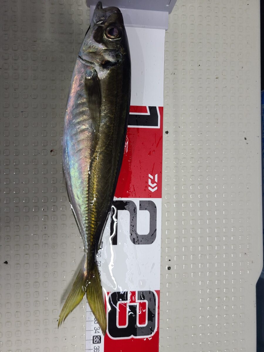 釣船 海龍丸 新潟県柏崎港の釣り船 海龍丸 かいりゅうまる です スロージギング タイラバ ひとつテンヤなどが楽しめます 初心者の方 ファミリーも大歓迎 釣船 海龍丸 新潟県柏崎港の釣り船 海龍丸 かいりゅうまる です スロージギング タイラバ ひとつテンヤなどが楽しめます 初心者の方 ファミリーも大歓迎